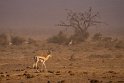 082 Amboseli Nationaal Park